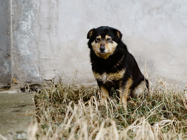 Cómo actuar al encontrar un perro abandonado