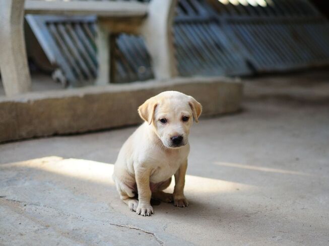 Devolvieron a una cachorra por comportarse como tal