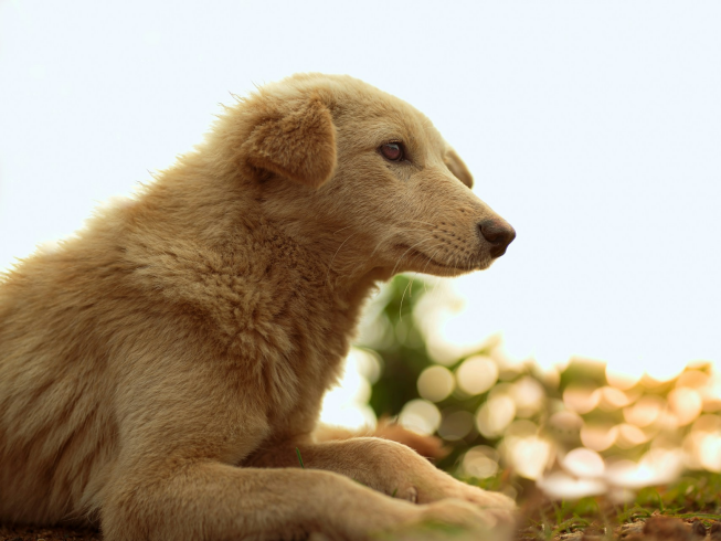 Esterilización de mascotas: una decisión que salva vidas