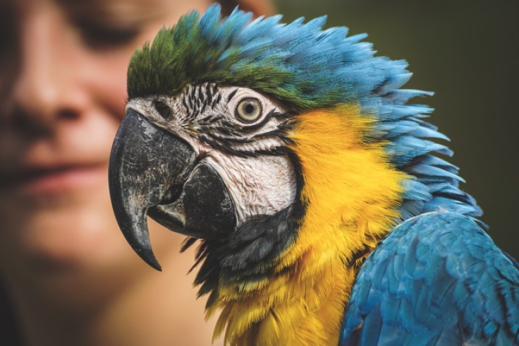 Guacamayas con alas cortadas rescatadas en el Valle del Cauca
