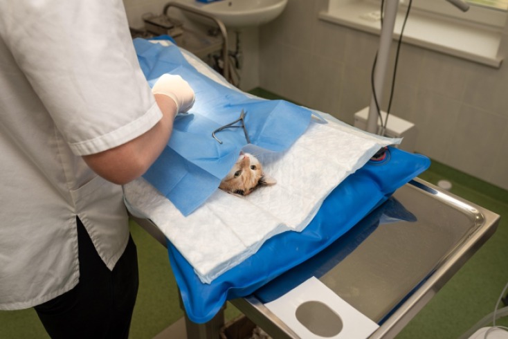 Jornadas de esterilización gratuitas en Cali: fortalece el bienestar animal en la ciudad