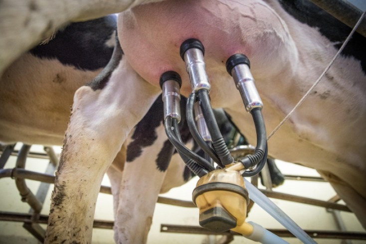 Cómo impacta la falta de ordeño en la salud de las vacas lecheras