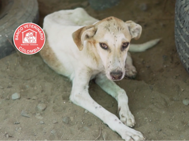 Banco veterinario de alimentos y medicinas: una esperanza para los animales en Colombia