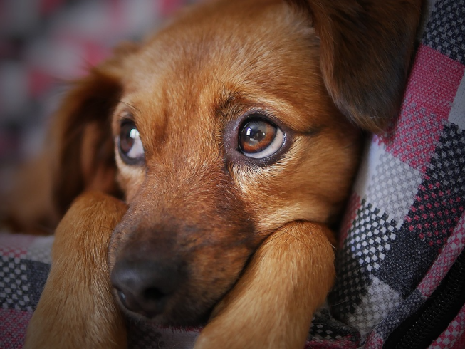 Las mejores canciones para calmar a tu perro durante momentos de ansiedad