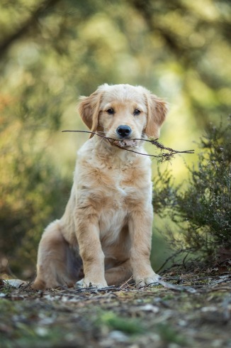 Golden retriever sorprende al mundo permaneciendo en su jaula aun con la puerta abierta