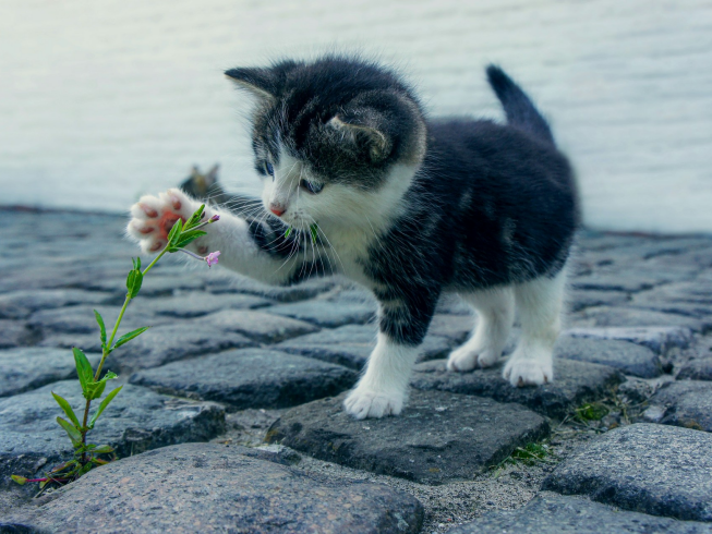 Siete transformaciones cuando un gato llega a tu hogar