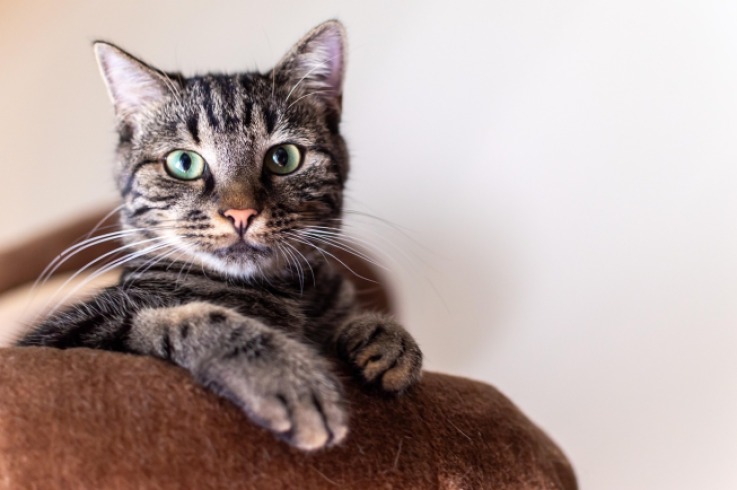 ¿Cuál es la mejor edad para dar Churu a tu gato?