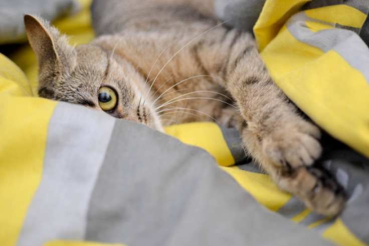 ¿Cada cuánto llevar al gato al veterinario, según expertos?