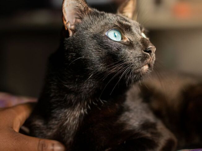Gatos negros y Halloween: por qué los refugios suspenden adopciones en octubre (2026)