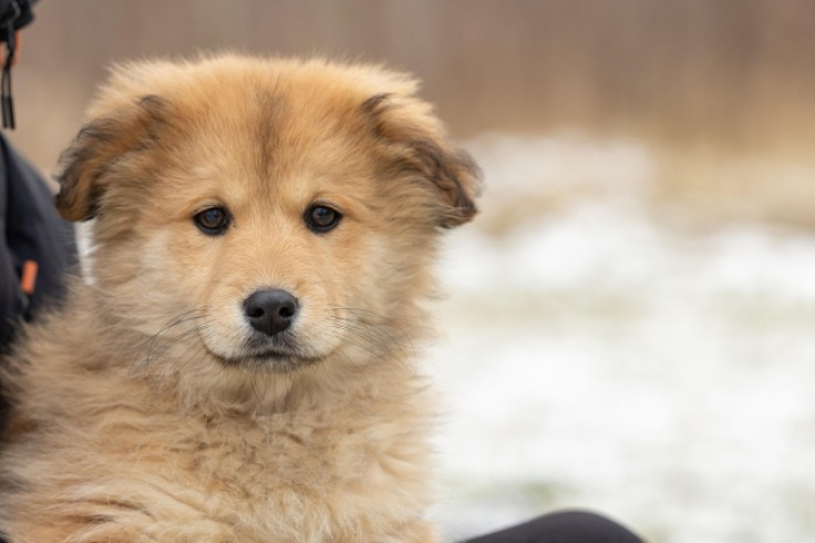 Rescate y adopción responsable: el impacto de DogPack