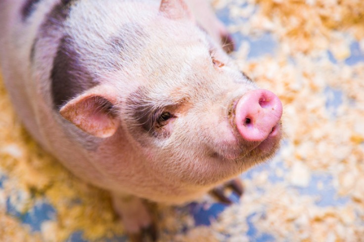 Por qué evitar tener un minipig en el hogar