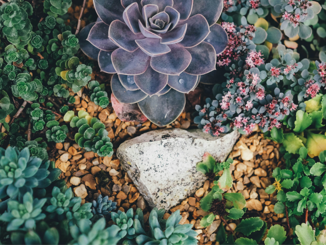 Crea un jardín seguro para tu mascota: plantas tóxicas y alternativas