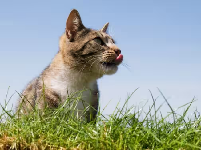 ¿Es bueno que los gatos coman pasto?