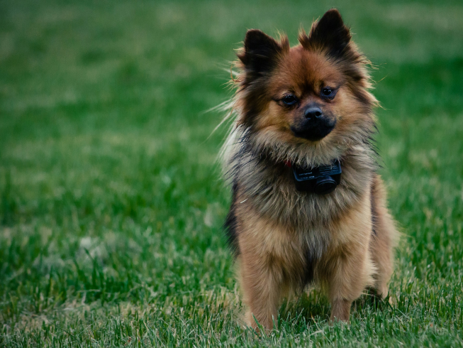 Gadgets inteligentes que mejoran la salud y seguridad de tus mascotas