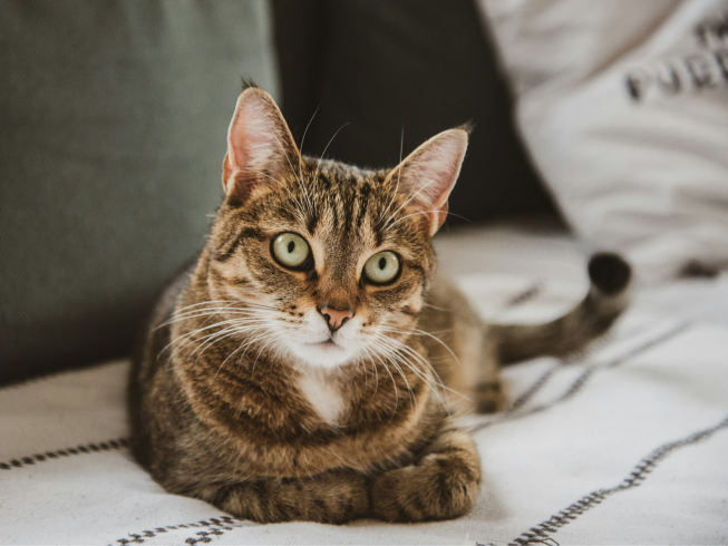 Si tienes un gato, evita estos errores comunes