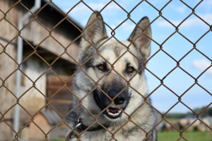Cómo identificar un criadero ético de perros en Colombia: guía práctica para futuros dueños