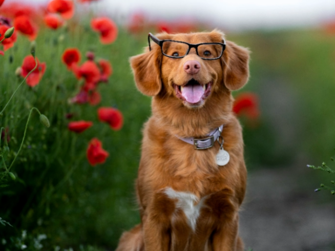 Cuidado dental esencial en perros y gatos: mantén su sonrisa saludable