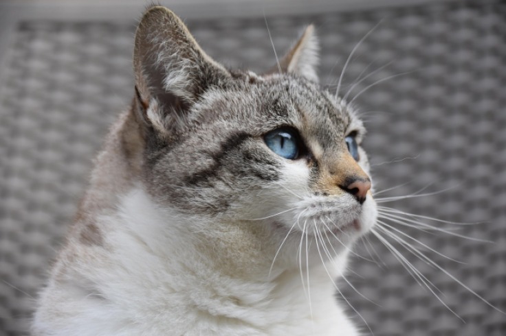 Rescatan un gato usado para llevar drogas a la cárcel