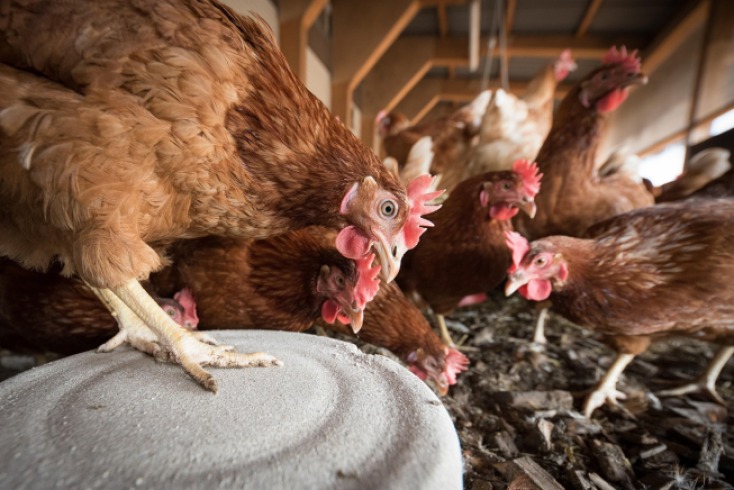 ¿Cuánto cuesta mantener bien alimentada a una gallina ponedora cada día?