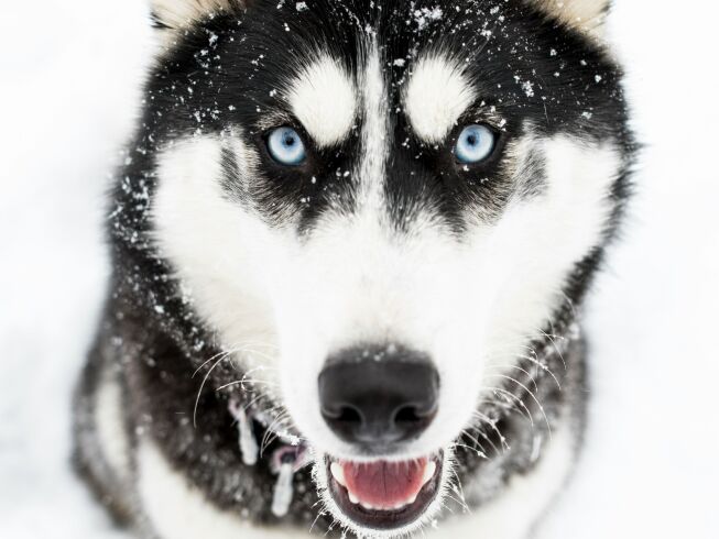 La increíble transformación de Iglú, el husky devuelto