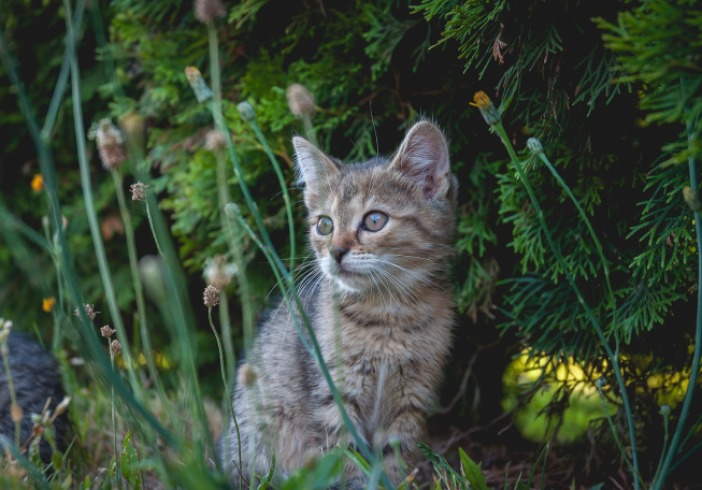 Edad ideal para esterilizar a una gata: lo que debes saber