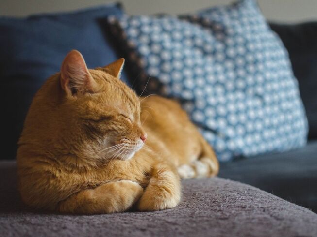 Descubra el fascinante ciclo de vida de su gato