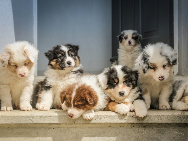 Socialización temprana en perros y gatos: clave para una vida feliz