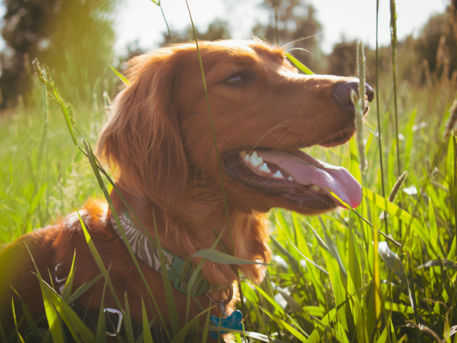 ¿Por qué los perros comen pasto? Descubre las razones