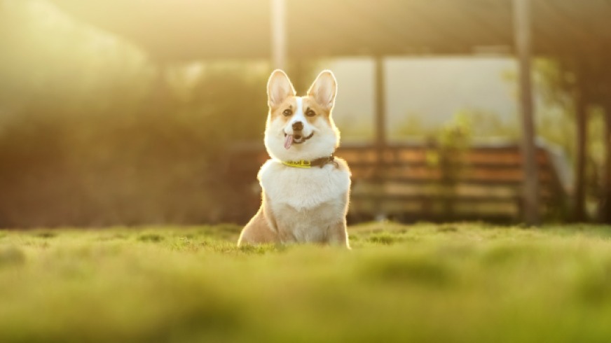 Los peligros ocultos de los videos virales de animales tiernos