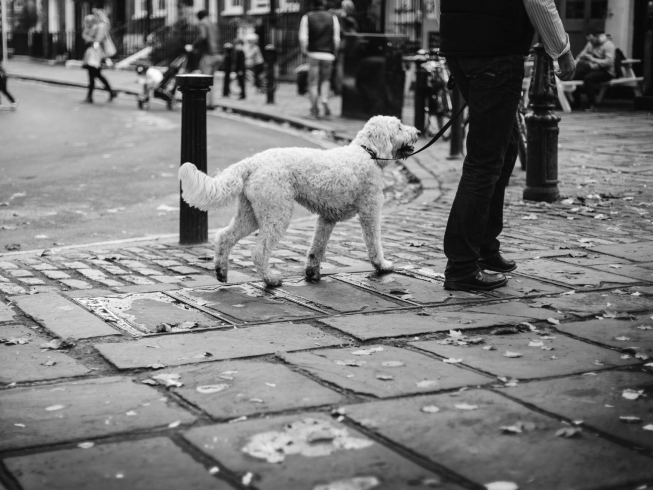 Alertas que indican un mal paseador de perros