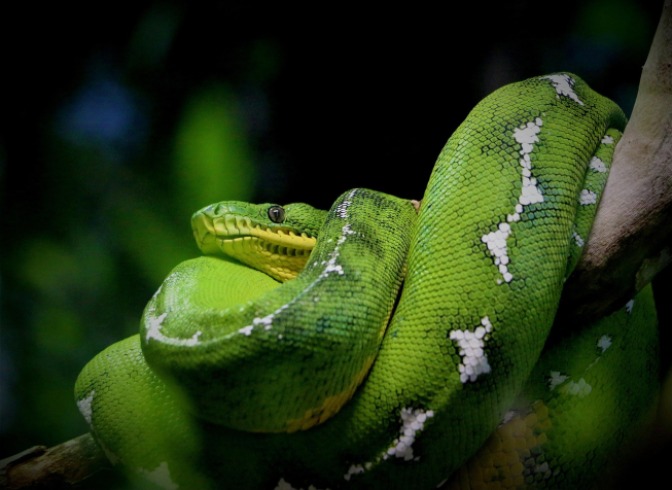 Rescatan anaconda de cinco metros en Caquetá