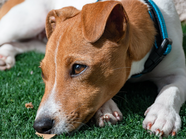 Qué hacer cuando se pierde tu mascota: Guía práctica para actuar rápido