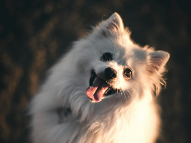 Mejora el brillo y salud del pelaje de tu perro y gato