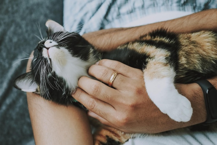 Cómo hacer feliz a un gato senior