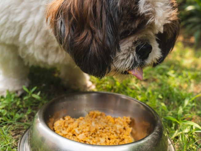 Frutas recomendadas para la alimentación de tu perro