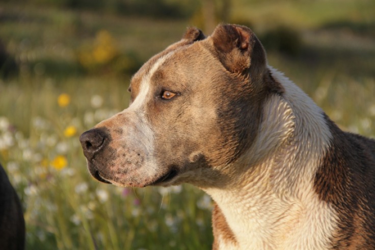 Honey, una pitbull amorosa en busca de un hogar