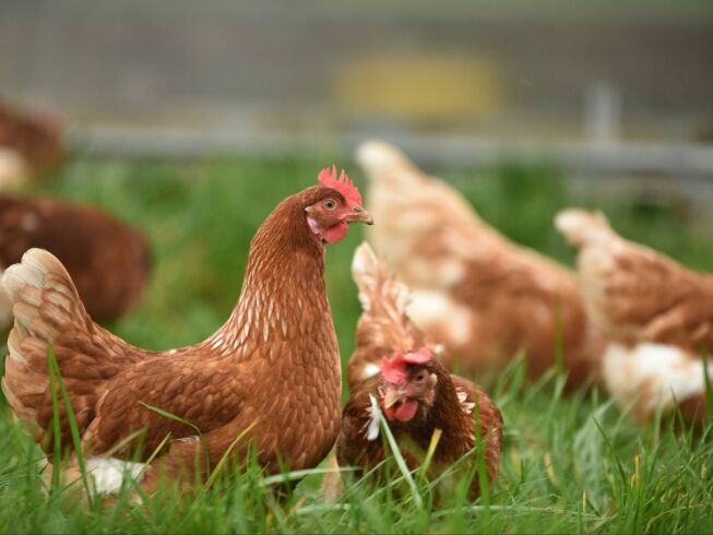 ¿Por qué las gallinas no pueden volar?