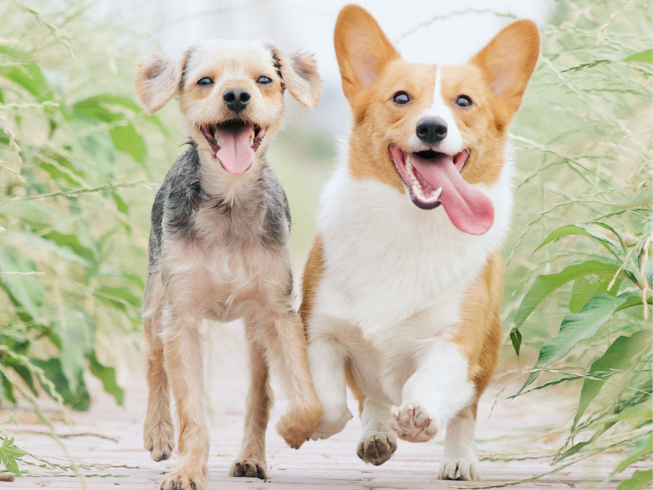 Encuentra la raza de perro ideal según tu personalidad