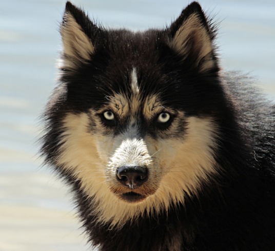 Perro rescatado conquista el mundo y recorre 20 países