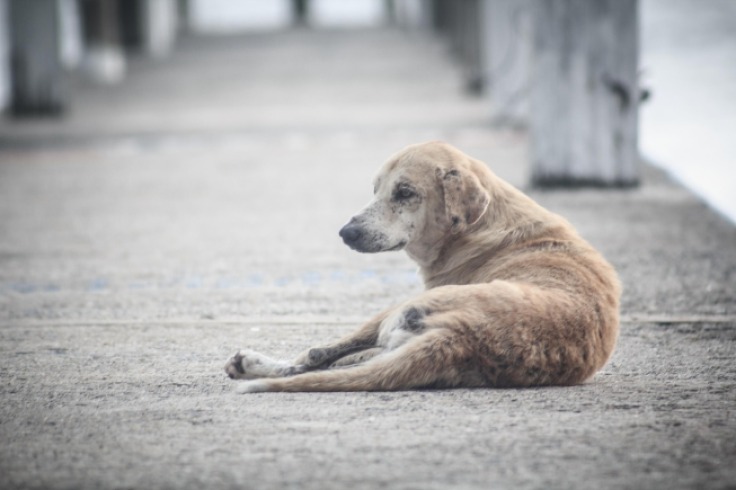 Hotel de lujo da segunda oportunidad a perro callejero