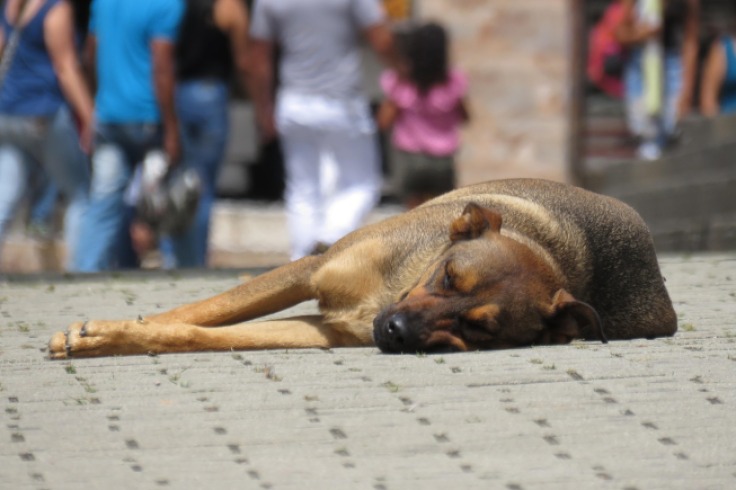 Denuncian explotación de animales en TransMilenio