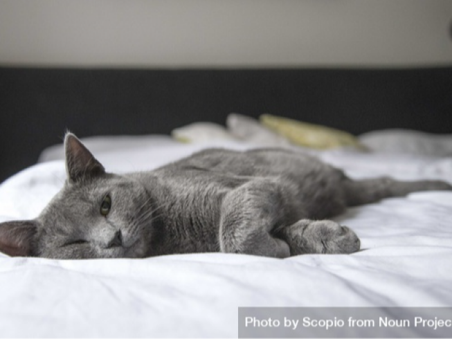 ¿Es buena idea dormir con tu gato? Pros y contras