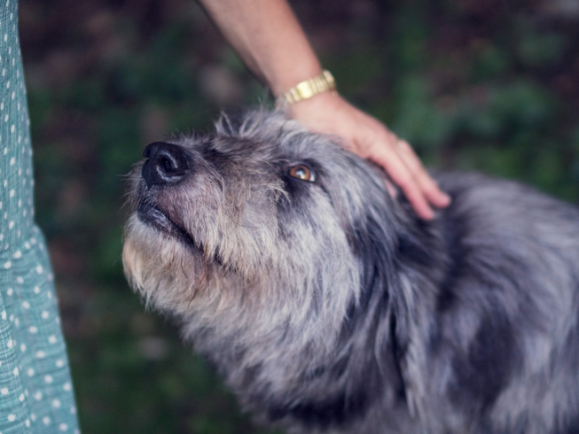 ¿Cuándo comienzan a perder visión los perros?