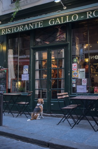 Restaurante defiende entrada de perros