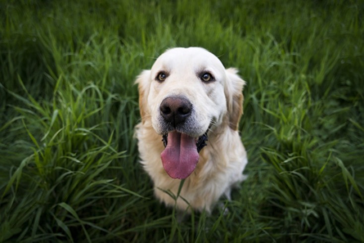 Cómo cuidar y hacer feliz a tu perro viejo