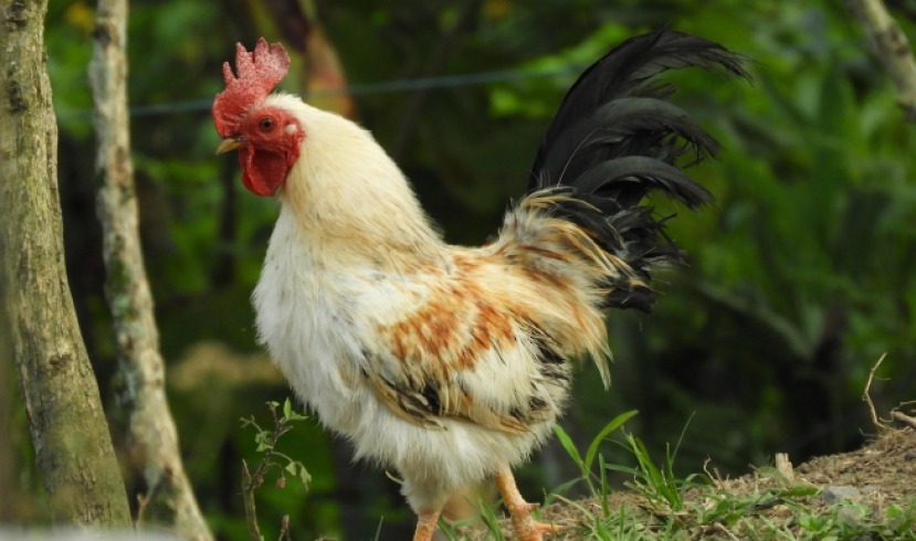 Las mejores razas de gallinas ponedoras en Colombia: guía completa para productores