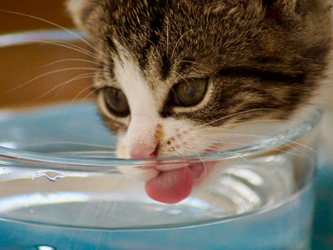 Frescura del agua para gatos: consejos esenciales