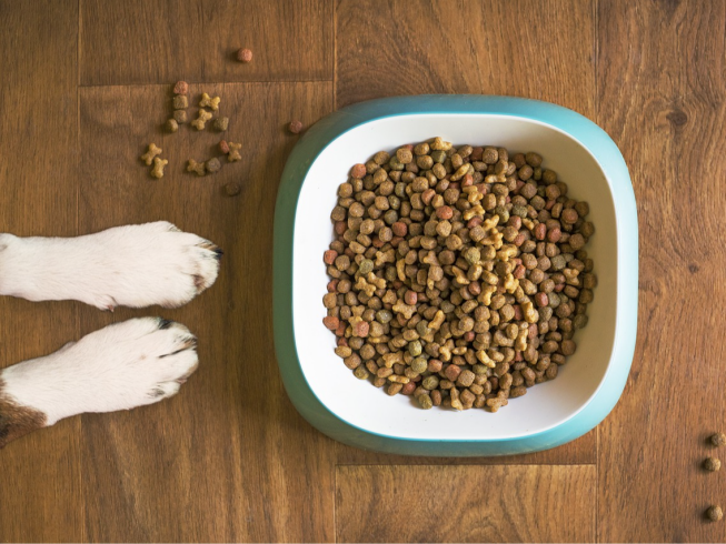 Higiene adecuada para los platos y accesorios de tus mascotas