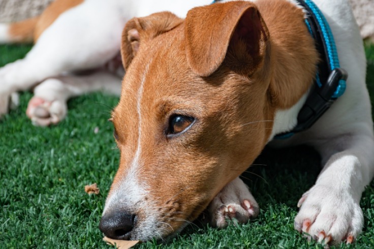 Perro dispara accidentalmente a su dueño al dormir