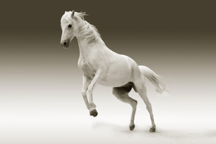 Denuncian cruel maltrato a caballo: urgen medidas contra vehículos de tracción animal